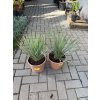 YUCCA ROSTRATA -20°C  Výška rostliny 20 cm.