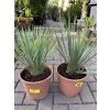 YUCCA ROSTRATA -20°C  Výška rostliny 20 cm.