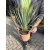 YUCCA ROSTRATA -20°C  Výška rostliny 20 cm.
