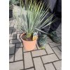 YUCCA ROSTRATA -20°C  Výška rostliny 25 cm.