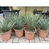 YUCCA ROSTRATA -20°C  Výška rostliny 20 cm.