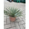 YUCCA ROSTRATA -20°C  Výška rostliny 20 cm.