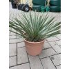 YUCCA ROSTRATA -20°C  Výška rostliny 25 cm.