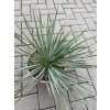 YUCCA ROSTRATA -20°C  Výška rostliny 20 cm.