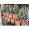 YUCCA ROSTRATA -20°C  Výška rostliny 20 cm.