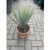 YUCCA ROSTRATA -20°C  Výška rostliny 25 cm.