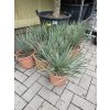 YUCCA ROSTRATA -20°C  Výška rostliny 25 cm.