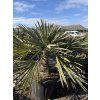 Trithrinax campestris 110 cm