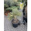 Trithrinax campestris 110 cm