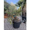 Trithrinax campestris 110 cm