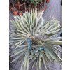 Trithrinax campestris 110 cm