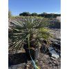 Trithrinax campestris 110 cm