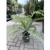 dicksonia antarctica, 40 cm