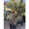 Chamaerops humilis Cerifera, Modrá trpasličí palma 270 cm
