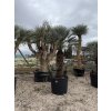 Chamaerops humilis Cerifera, Modrá trpasličí palma 270 cm