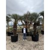 Chamaerops humilis Cerifera, Modrá trpasličí palma 270 cm
