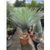 Yucca Rostrata, výška rostliny 120 cm