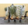 Yucca Rostrata, výška rostliny 125 cm
