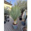 Yucca Rostrata, výška rostliny 120 cm