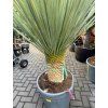 Yucca Rostrata, výška rostliny 115 cm
