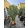 Yucca Rostrata, výška rostliny 125 cm