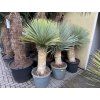 Yucca Rostrata, výška rostliny 120 cm