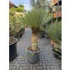 Yucca Rostrata, výška rostliny 120 cm