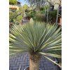 Yucca Rostrata, výška rostliny 120 cm
