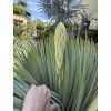 Yucca Rostrata, výška rostliny 120 cm