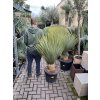 Yucca Rostrata, výška rostliny 125 cm