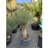 Yucca Rostrata, výška rostliny 120 cm
