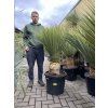 Yucca Rostrata, výška rostliny 120 cm