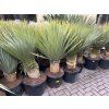 Yucca Rostrata, výška rostliny 115 cm