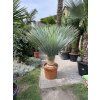 Yucca Rostrata, výška rostliny 115 cm