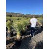 Yucca Rostrata, výška rostliny 120 cm