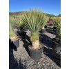 Yucca Rostrata, výška rostliny 115 cm
