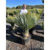Yucca Rostrata, výška rostliny 115 cm