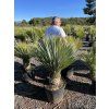 Yucca Rostrata, výška rostliny 120 cm