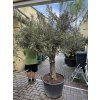 Olea europea - Olivovník 240 cm