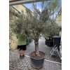 Olea europea - Olivovník 260 cm