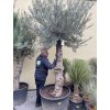 Olea europea - Olivovník 260 cm