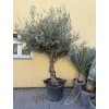 Olea europea - Olivovník 260 cm
