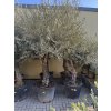 Olea europea - Olivovník 260 cm