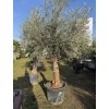 Olea europea - Olivovník 260 cm