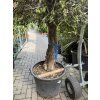 Olea europea - Olivovník 240 cm