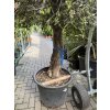 Olea europea - Olivovník 260 cm