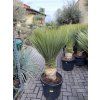 Yucca Rostrata, výška rostliny 115 cm
