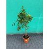 MRNP0494
