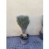 Yucca elata 130 cm