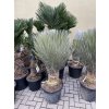 Yucca elata 130 cm